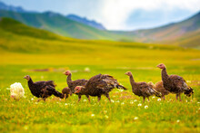 Turkeys Walk On The Grass In A Green Meadow In A Pasture. Animal Husbandry And Agriculture In The Mountains.