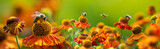Fototapeta Zwierzęta - bee (apis mellifera) on helenium flowers - close up