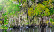 Magroves Reflections On The Swamp, Florida Everglades.