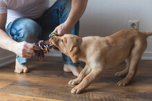 A Young Man Is Playing With His Labrador Retriever Puppy At Home With A Colorful Thread Toy. Care And Education Of Dogs