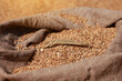 close up of natural golden wheat spike and whole grains in jute sack of wheat grains background. Harvesting cereals. Ingredient for making bread. agriculture, farming, prosperity, harvest. copy space