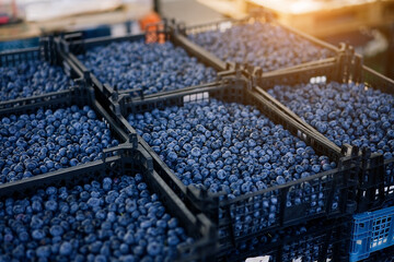 Fresh blueberry boxes sold in the market. Blueberry harvest, many fresh blueberry        