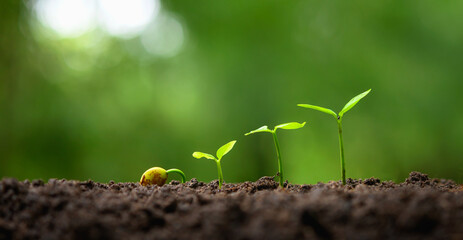 Wall Mural - young tree growing in garden with sunrise. eco concept earth day