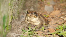 Big Toad At Night, On A Farm In The Intag Valley, Outside Of Apuela, Ecuador