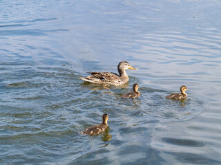 A family of ducks, a duck and its little ducklings are swimming in the water. The duck takes care of its newborn ducklings. Mallard, lat. Anas platyrhynchos