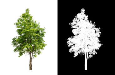 tree on transparent picture background with clipping path, single tree with clipping path and alpha 