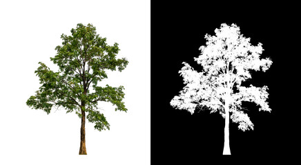 Tree on transparent picture background with clipping path, single tree with clipping path and alpha channel on black background