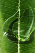 Texture of natural cosmetic serum gel on a green leaf. Natural organic, vegan cosmetics from plants for skin care.