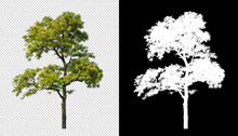 Tree On Transparent Picture Background With Clipping Path, Single Tree With Clipping Path And Alpha Channel On Black Background