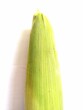 young corn on a white background
