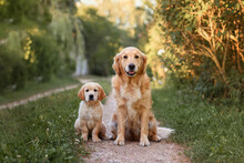 A Small Puppy Dog Golden Retriever Labrador Sits In Summer In A Field An Adult Dog Golden Retriever On The Road At Sunset. Dog For A Walk In The Field. Dog Is Man's Best Friend