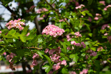 Wall Mural - Decorative terry hawthorn blossom with pink flowers, natural background