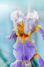Close-up Of Purple Iris Flowers. Lots Of Irises. Large Cultivated Flowers Of Bearded Iris Iris Germanica. Pink Purple Iris Flowers Grow In The Garden