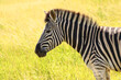 Zebra in the African bush