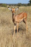 Fototapeta Sawanna - Schwarzfersenantilope / Impala / Aepyceros melampus.