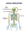 Axial skeleton parts with human skeleton skull and ribs outline diagram. Labeled educational scheme with head, trunk and vertebrate bones location vector illustration. Anatomy with hyoid and ossicles.