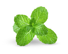 Fresh Mint Leaves On Transparency
