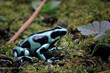 The Green-and-Black Poison Dart Frog (Dendrobates auratus), also known as the Green-and-Black Poison Arrow Frog and Green Poison Frog.