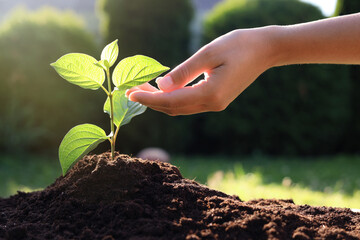 Woman taking care of beautiful green seedling in soil outdoors, closeup. Planting tree