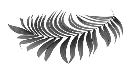 Canvas Print - black leaves of palm tree on transparent background png file