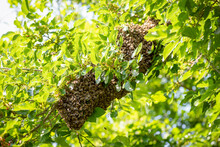 Swarm Of Bees On Mulberry Tree. Period Of Life Of Bees When They Choose New Place For Living