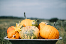 Different Kind Of Pumpkins In Wheelbarrow On Autumn Garden. Autumn And Harvest Concept. Halloween Background