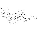 Fototapeta Na sufit - Flying birds. Decoration element from scattered silhouettes.