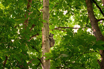Wall Mural - a young raccoon climbs a tree to get to safety. raccoon in the wild in windsor in upstate ny