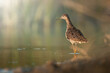 Shorebird in warm light on the water