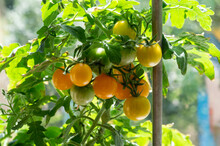 Yellow Cherry Tomatoes On The Plant. Selective Focus