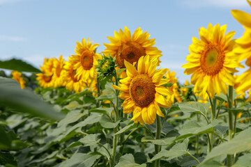  Field of ripe sunflowers in summer against the blue sky
