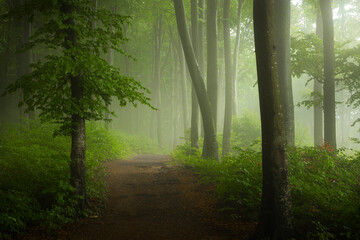 Wall Mural - Foggy forest during calm autumn day. Beautiful light in the forest