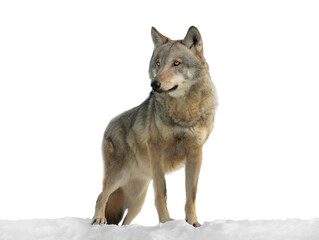 Sticker - gray wolf standing on snow isolated on white background