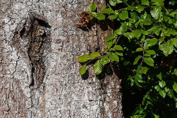 Sticker - Bois foret Wallonie Belgique hêtre seve