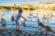 Small girl feeding swans on Vltava River embankment in Prague, Czech Republic