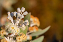 Mallee Flowers, Leaves, And Seedpods