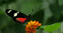 Heliconius Doris Viridis, The Doris Longwing Or Doris Butterfly
