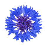 Fototapeta Miasta - Vibrant blue cornflower blossom top view, isolated with transparent background