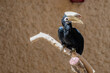 Palawan hornbill (Anthracoceros marchei)  perched in a tree close up.