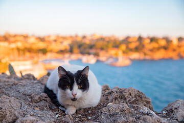 Wall Mural - Cat background Old town port Kaleici in Antalya Mediterranean Sea, Turkey