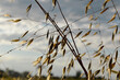 © Olha - wheat