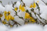 Fototapeta  - Forsycja (Forsythia Vahl) żółte kwiaty wystające spod śniegu, krzew, wczesna wiosna. 
