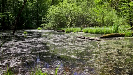 Wall Mural - Pond in Kabaty Woods park, nature reserve in Warsaw city, Poland, 4k