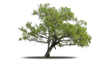 Tree Png Isolated Transparent On White Background, Tropical Big Green Tree Cut Out In High Quality, Realistic With Shadow Environment, Nature Element Single Object Image For Raw Material Editing Work