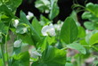 seed peas, stems, leaves, flowers in spring
