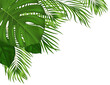 Summer tropical background with green palm leaves