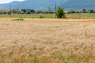 Wall Mural - A wheat field with golden ears in the summer season and the village of Bientina, Pisa, Italy, in the background