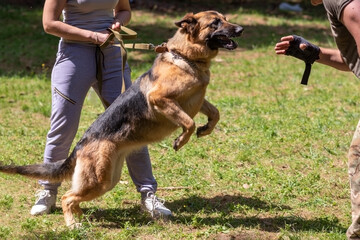 Wall Mural - German Shepherd attacking dog handler during aggression training.