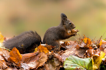 Wall Mural - Eurasian red squirrel (Sciurus vulgaris) searching for food in the autumn in the forest in the South of the Netherlands.         