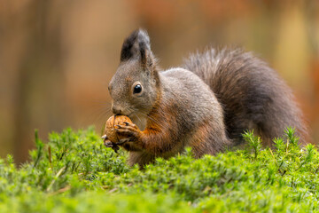 Wall Mural - Eurasian red squirrel (Sciurus vulgaris) searching for food in the autumn in the forest in the South of the Netherlands.         